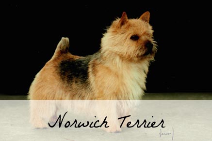 norwich terrier stuffed animal